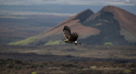 Eagle soaring with spread wings over mountainous desert landscape. Bird of prey in natural habitat for wildlife conservation and raptor protection campaigns