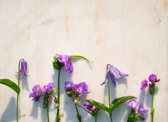 Delicate purple wildflowers arranged horizontally on a marble white surface. Flowers cast gentle...