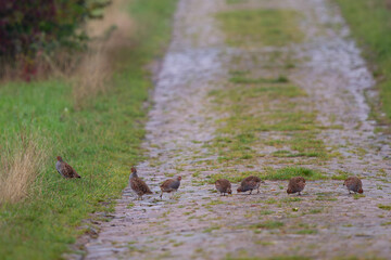 Common Partridge (Perdix perdix) large flock in farmland, Hesse, Germany