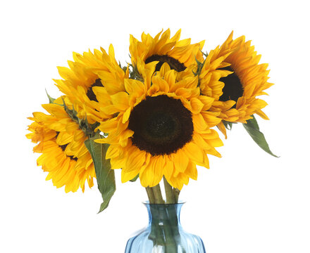 Beautiful sunflowers in vase isolated on white - Powered by Adobe