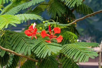 Delonix reginae, or royal lily, grows in the "Mirror Labyrinth" recreation area of ​​Krasnodar City Park (Galitsky Park). Close-up of bright red flowers blooming among lush, fern-like green foliage