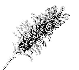 Gravillea flower illustration in black and white