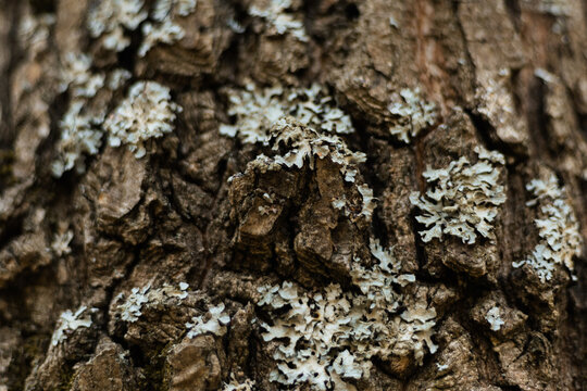 Tree bark with gray lichens forming textured natural patterns - Powered by Adobe