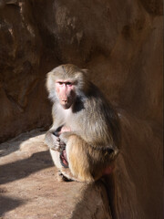 sitting baboon against a background of stones