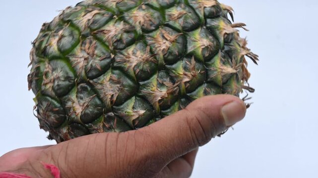 Pineapple or Ananas comosus on white background. It is a&nbsp;tropical plant&nbsp;with an edible fruit. It is plant in the family&nbsp;Bromeliaceae.