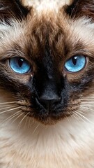 Close-up of a cat's face.  Large, striking blue eyes.  Cream and brown fur.  Focused gaze