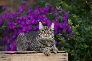 Pretty tabby short hair cat lies on a wooden box and gazes attentively into the camera. Cat relaxes in a summer or autumn garden