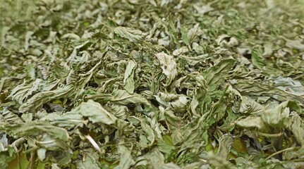 Dried mint leaves on green surface, organic herbal texture background for tea, natural culinary ingredient, healthy aromatic and refreshing wellness concept