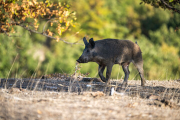 A wild boar with coarse dark fur walks across dry grass, framed by green forest foliage in soft autumn light.