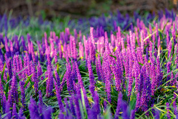 Selective focus of blue Lily turf flower in the garden, Liriope muscari is a species of flowering plant from East Asia, Herbaceous perennial has grass-like evergreen foliage, Nature floral background.