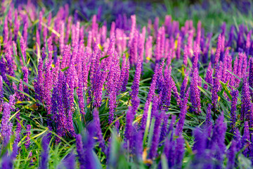 Obraz premium Selective focus of blue Lily turf flower in the garden, Liriope muscari is a species of flowering plant from East Asia, Herbaceous perennial has grass-like evergreen foliage, Nature floral background.
