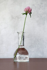 A minimalist still life featuring a single red clover flower in a handcrafted glass vase.