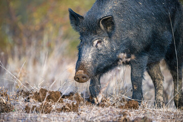 A wild boar with coarse fur and visible tusks digs and forages on dry ground against a backdrop of lush green vegetation.