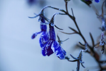 Frost on the blooming lobelia