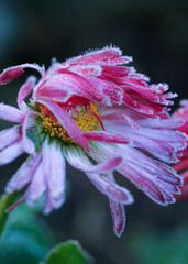 Frost on the blooming daisy