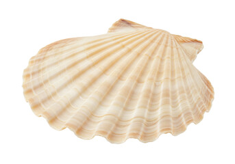 Isolated Scallop seashell with ridges and wavy edges, light yellow color on neutral ground