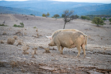A large beige pig with a muddy snout roots through dry, sloped terrain surrounded by sparse...