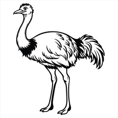 Ostrich Line Art Vector Illustration,Emu Bird Outline Drawing,Wild Ostrich Sketch in Black and White,Exotic Bird Vector Silhouette,Ostrich Ink Drawing Isolated on White Background,Ostrich vector, 