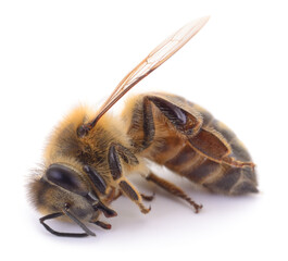 Sick honey bee lying on white background