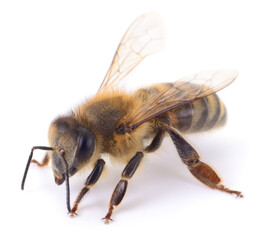 Honey bee isolated on white background macro