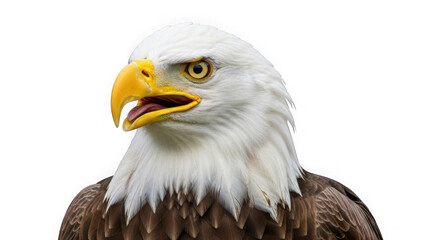 Obraz premium Closeup portrait of a bald eagle with its beak open, showing intense eyes and sharp detail, isolated on transparent background