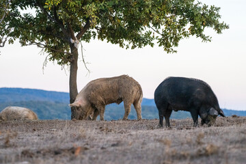 Fototapeta premium Pigs graze on dry grass in a muted rural field beneath an overcast sky, with hills and a lone tree in the distance.