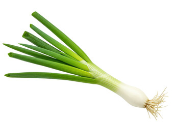 Isolated spring onion, fresh scallion with green stems and roots, uncooked whole vegetable