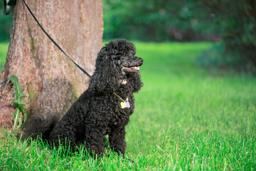 Happy black Poodle with its tongue out is sitting tied by a leash to a tree trunk, side view