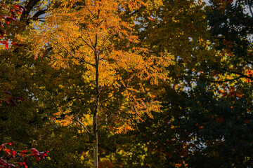Fall trees landscape in vibrant colors