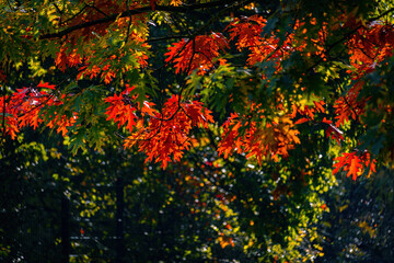Fall trees landscape in vibrant colors