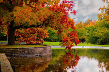 Fall trees landscape in vibrant colors
