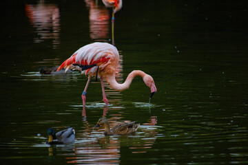 Pink flamingos on a pond in park