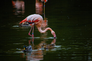Pink flamingos on a pond in park