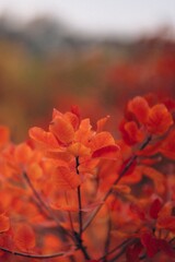 Autumn Landscape - Trees And Orange Foliage In Park At Sunset