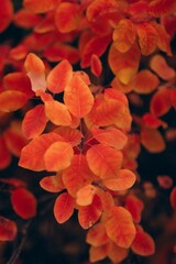 Autumn Landscape - Trees And Orange Foliage In Park At Sunset