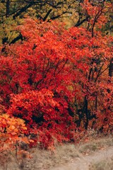 Autumn Landscape - Trees And Orange Foliage In Park At Sunset