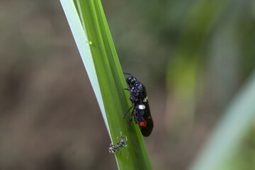Serene macro close up of small black insect with red and white spots. tiny bug clings to vibrant green leaf stem in natural outdoor garden, showing delicate wildlife