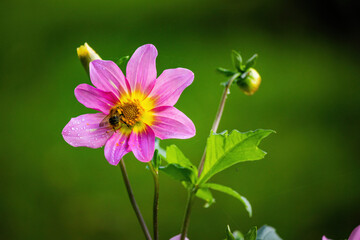 colorful autumn flowers in park
