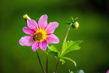 colorful autumn flowers in park