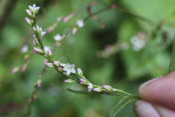 Human hand gently holding delicate wildflower. close up view of tiny white flower on green plant shows calm moment of botany discovery in nature