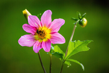 colorful autumn flowers in park
