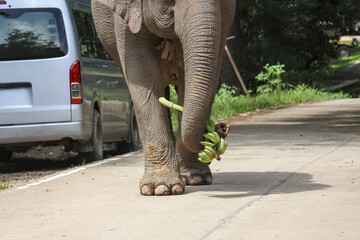 Calm Asian elephant walking on road with bunch of green bananas held in its trunk. Low angle...