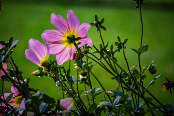 colorful autumn flowers in park