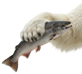 a polar bear's claw is holding a large freshly caught salmon fish isolated on a transparent background