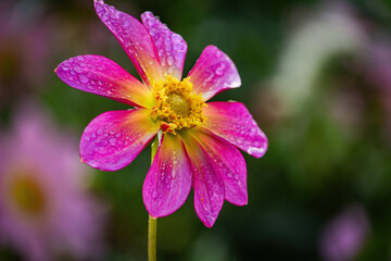 colorful autumn flowers in park