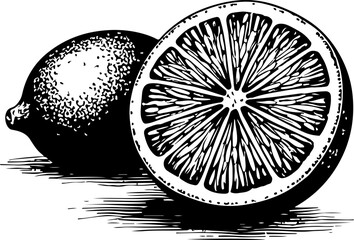 Lime fruit. Vector engraving style illustration