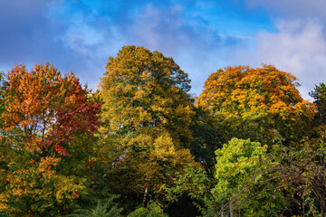 Fall trees landscape in vibrant colors