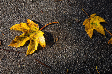 Fall trees landscape in vibrant colors