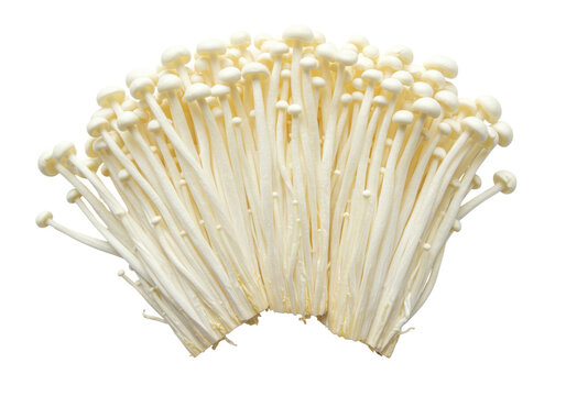 Isolated bunch of enoki mushrooms a popular ingredient for Japanese cuisine and hot pot meals