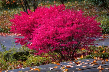 Fototapeten Bordeaux Fall trees landscape in vibrant colors  © hristoshanov